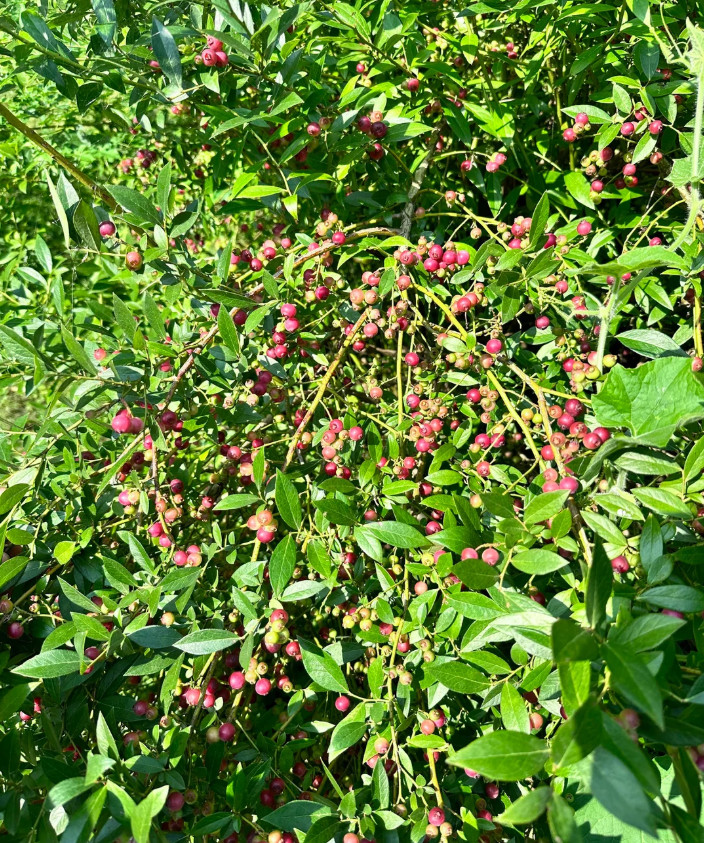 Pink Lemonade Blueberry Plant – 4-8″ Tall – 4″ Pot – Fruiting Berry Shrub