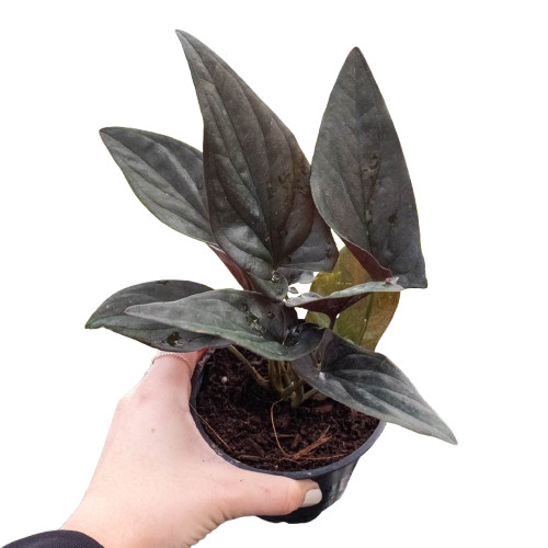 Syngonium Red Arrow • Syngonium erythrophyllum • Red Undersides Arrowhead Vine
