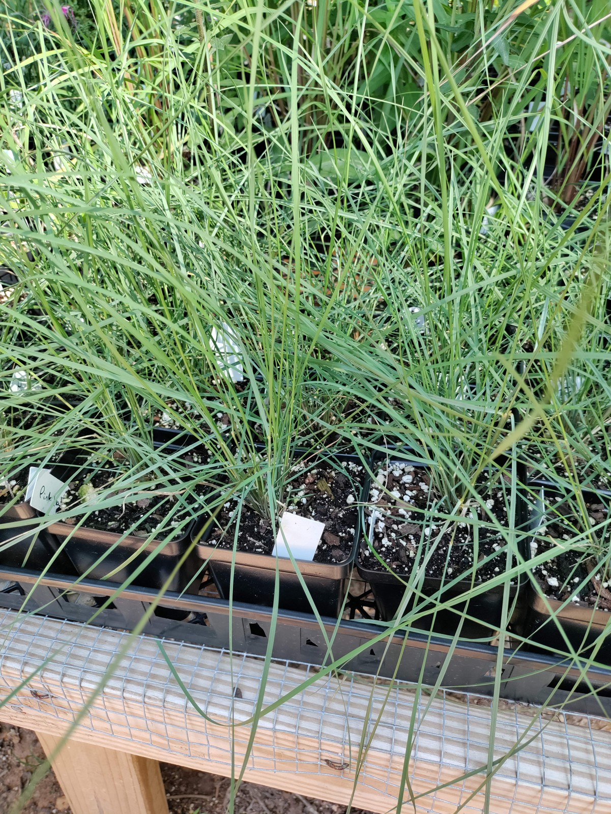 Pink Muhly Grass plant 3.25″ pot – Muhlenbergia capillaris