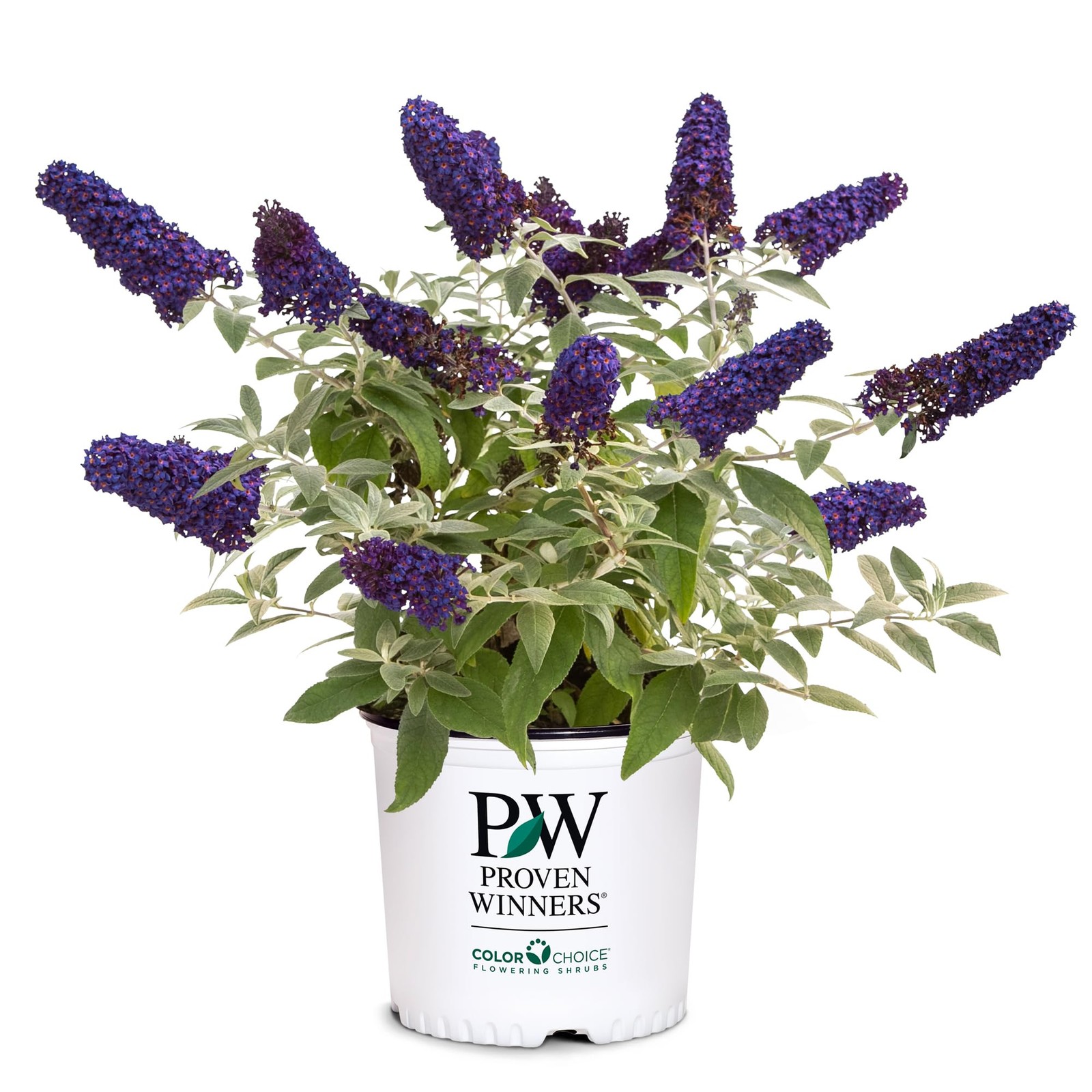 Proven Winner Pugster Buddleia True-Blue Flowers 2 Gal. Pugster Blue