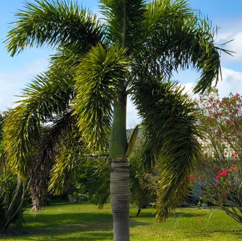Foxtail Palm Plant – 1 Gallon Pot – Tropical Landscape & Patio Palm for Garden