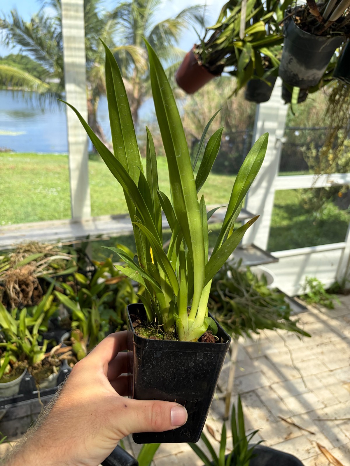 Onc. Tsiku Margarite ‘NN #1’ Orchid Plant 4” Oncidium