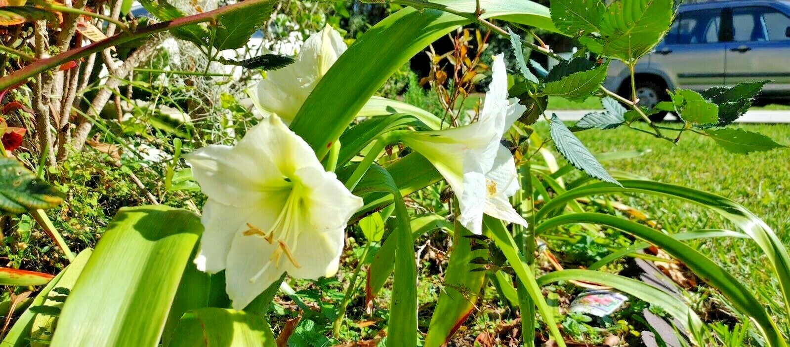 Organic White Nymph Amaryllis Seeds