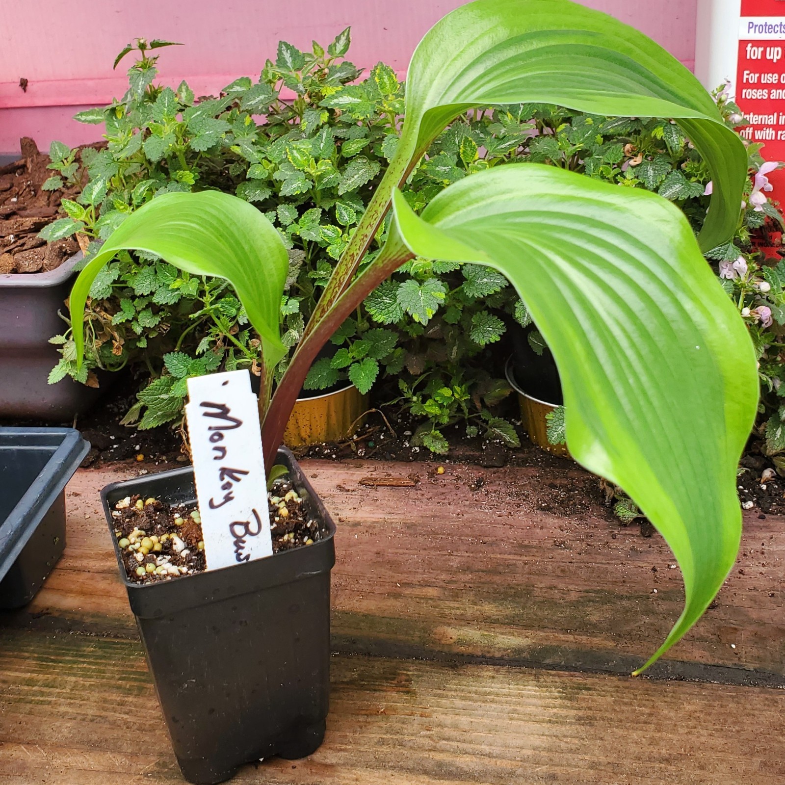 hosta MONKEY BUSINESS medium upright shiny red 2.5″ pot = 1 Potted Garden Plant