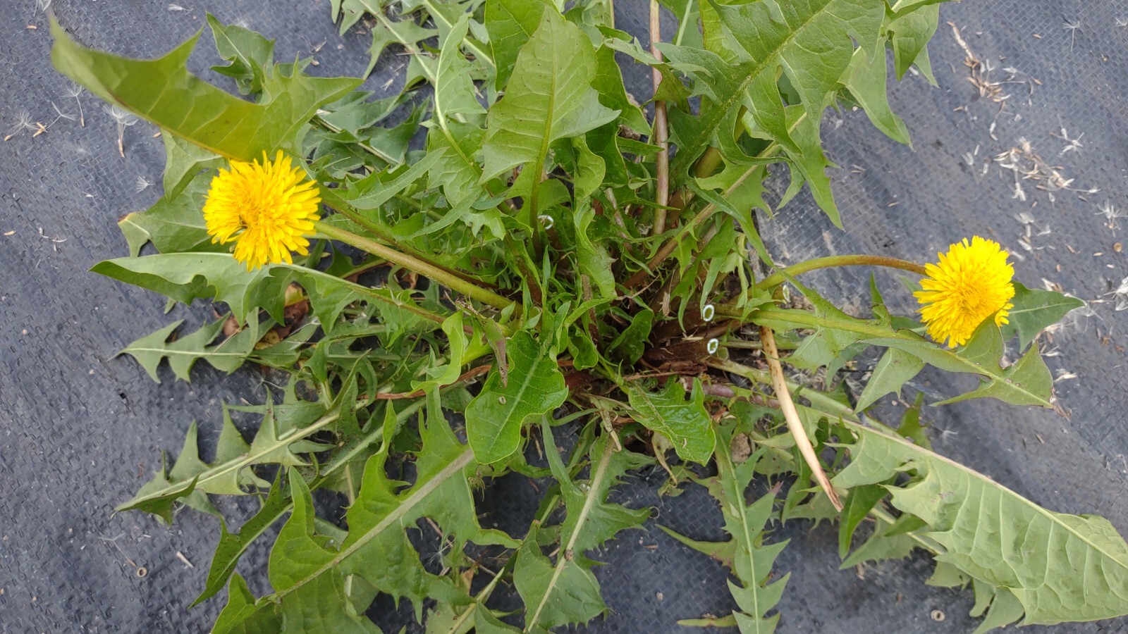 25+ Dandelion plants Wild Organic Non GMO Heirloom