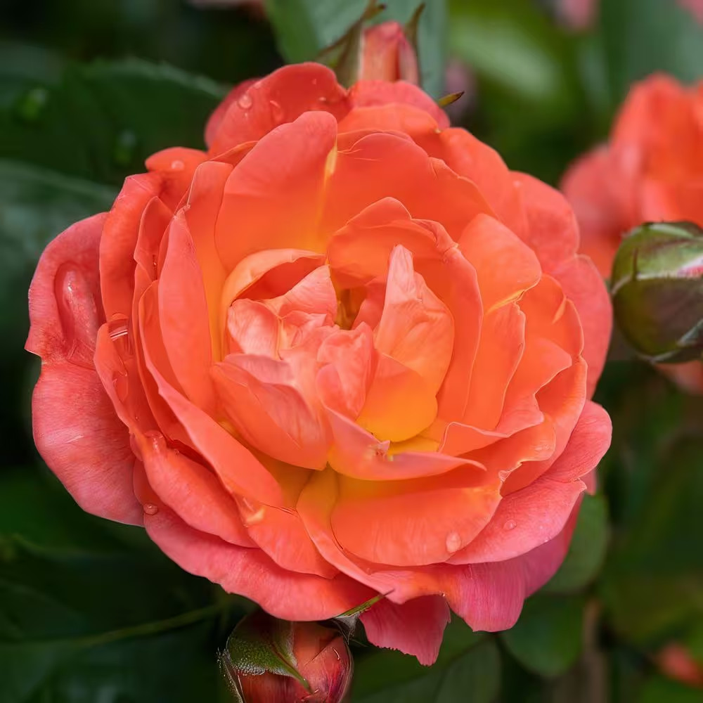 3 Gal. Knock Out Rose Orange Glow