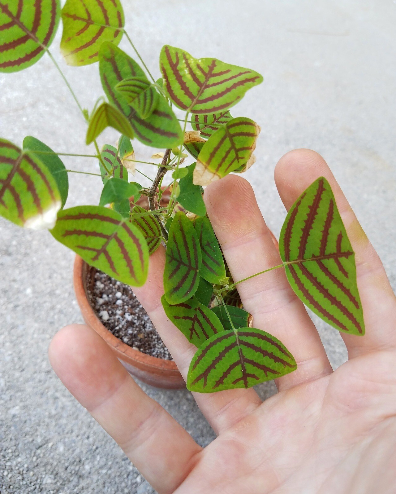 Organic LARGE LEAF Christia Obcordata or Butterfly Wing Plant or Swallowtail