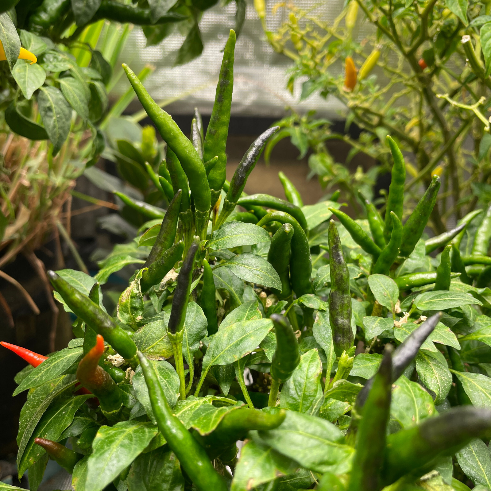 Fresh Takanotsume Pepper Seeds | Heirloom & Non-GMO | 25 Fresh Vegetable Seeds