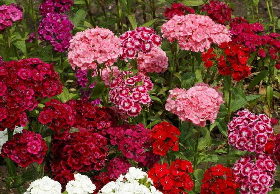 Sweet William Flower Seeds Pinks Dianthus Mixed Colors, FREE SHIPPING