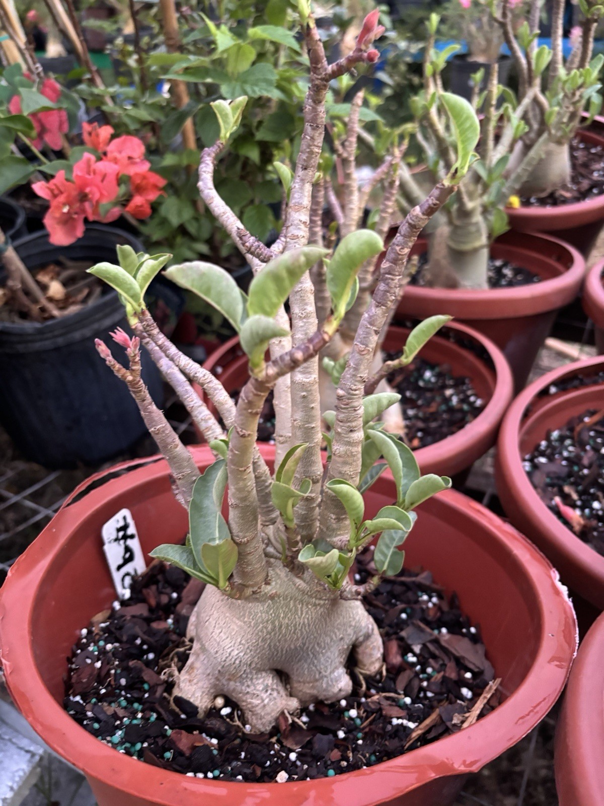 Adenium Arabicum Bareroot #92