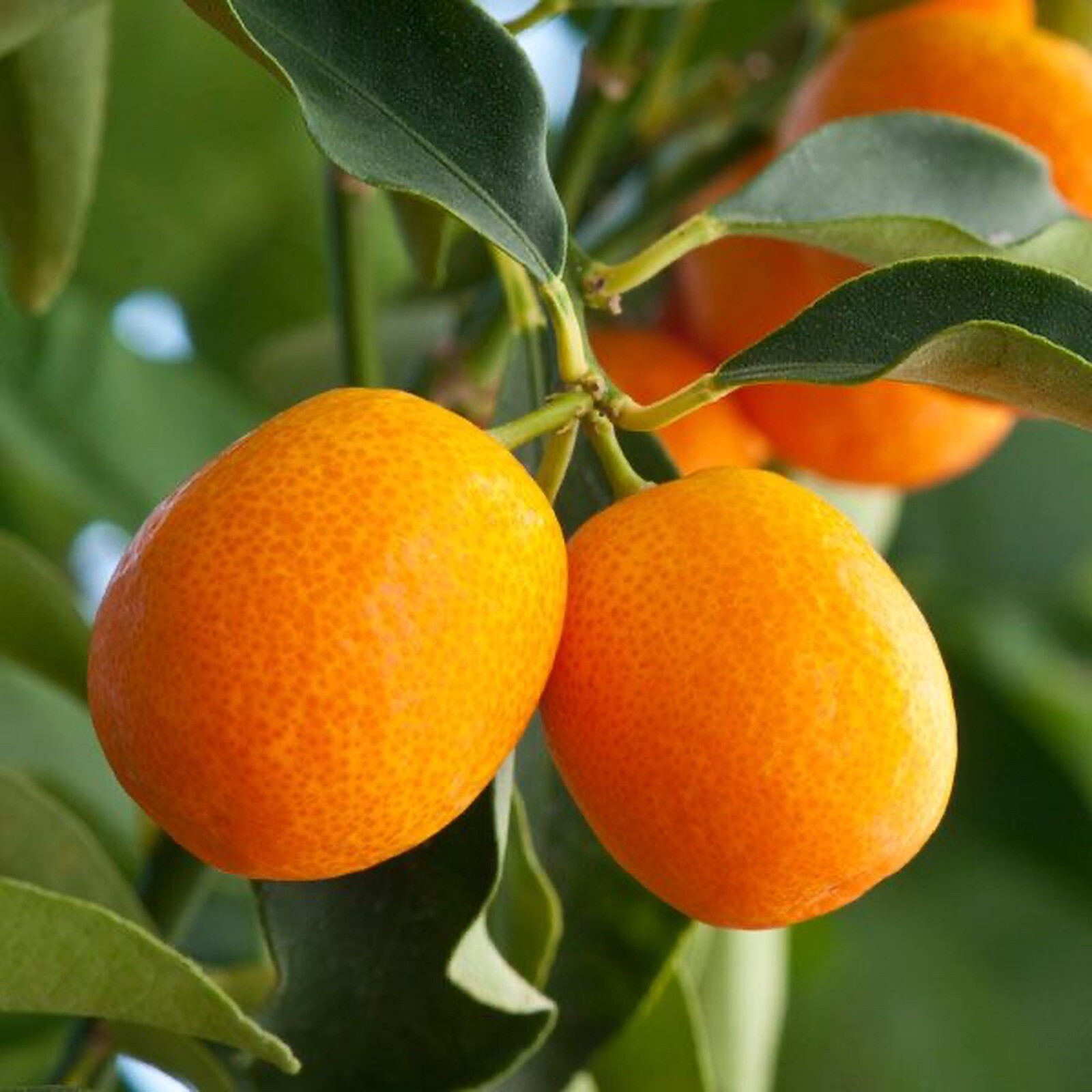 Meiwa Kumquat Citrus Tree, 1-2 feet tall No Ship to Ca, Az, Fl, Ga, Tx