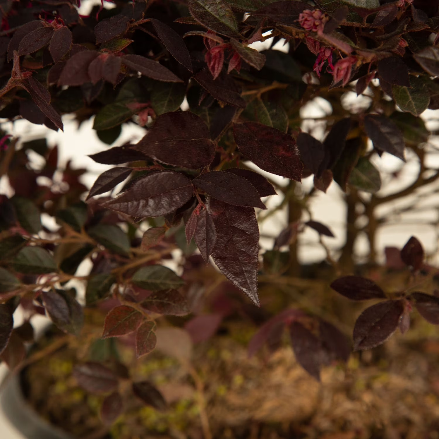 Purple Daydream Loropetalum Live Shrub in 2.5-Quart Grower Pot
