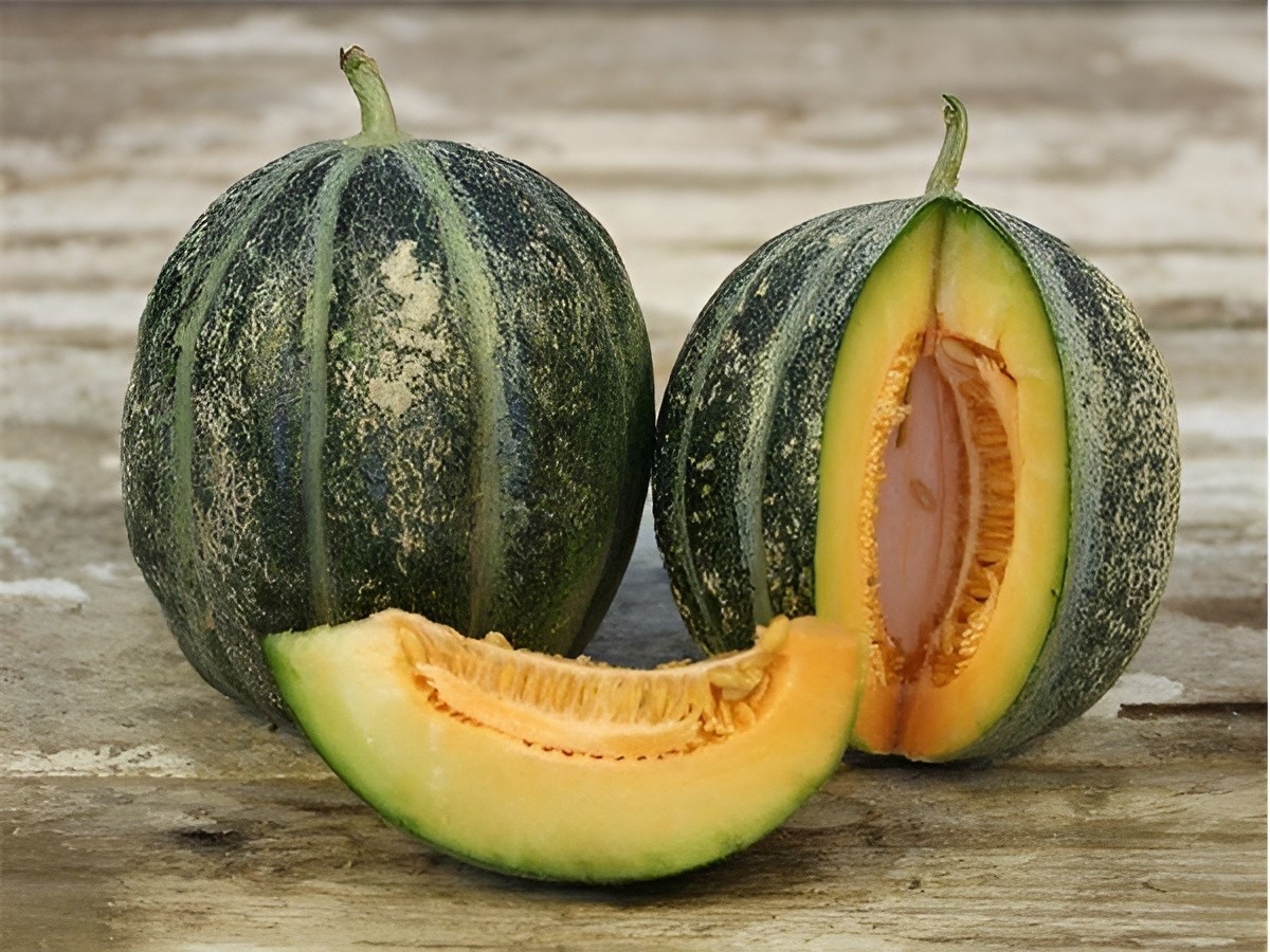 40ct Organic Heirloom Emerald Gem Melon Seeds -Intensely Sweet Rare Melon 3LB