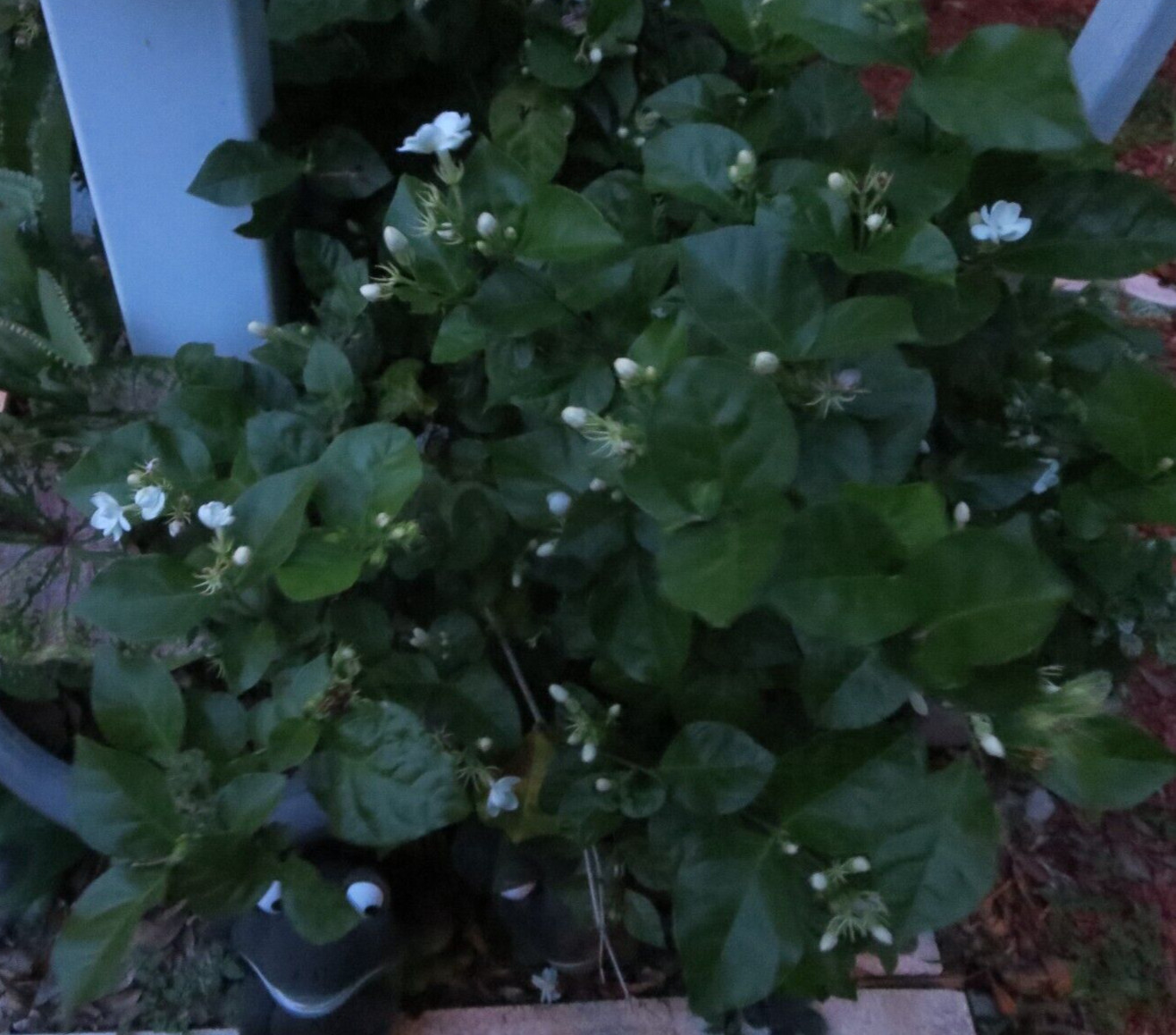 Jasmine Jasminum Sambac Plant 5 Fresh Unrooted Cuttings
