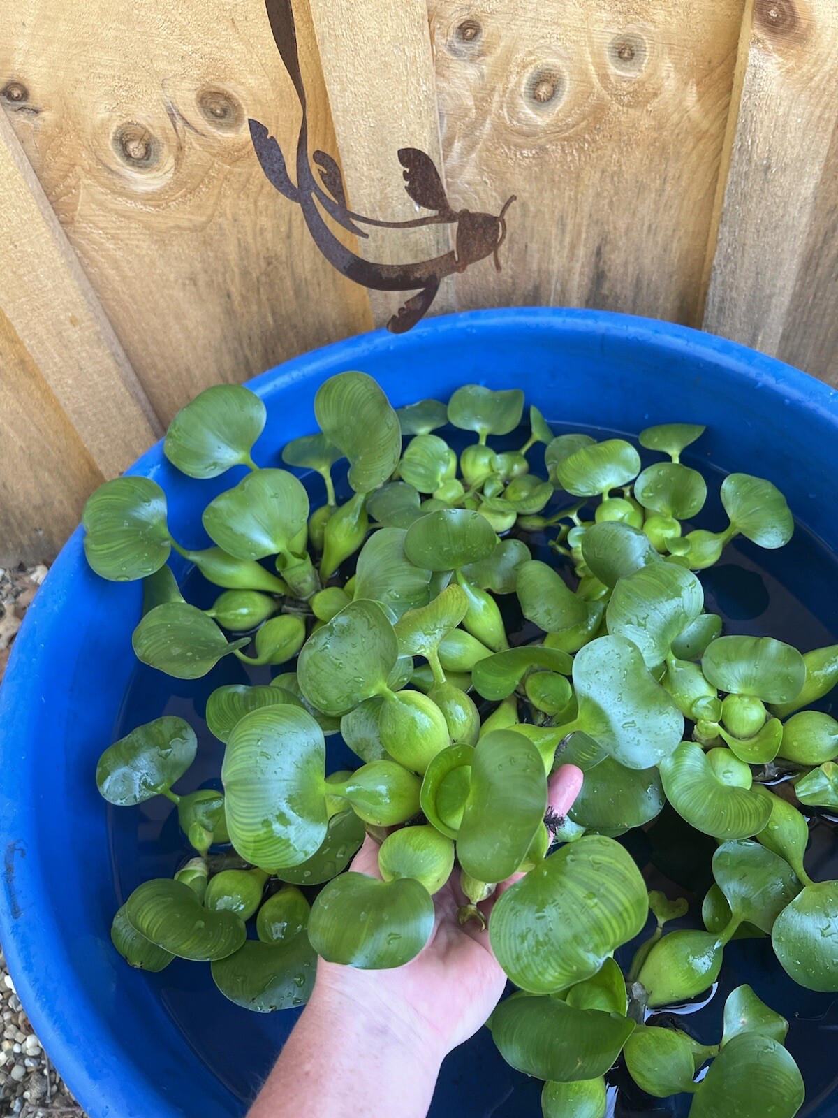 (15) Water Hyacinth Koi Pond Floating Plants Rid Algae LARGE Jumbo Purple 6”