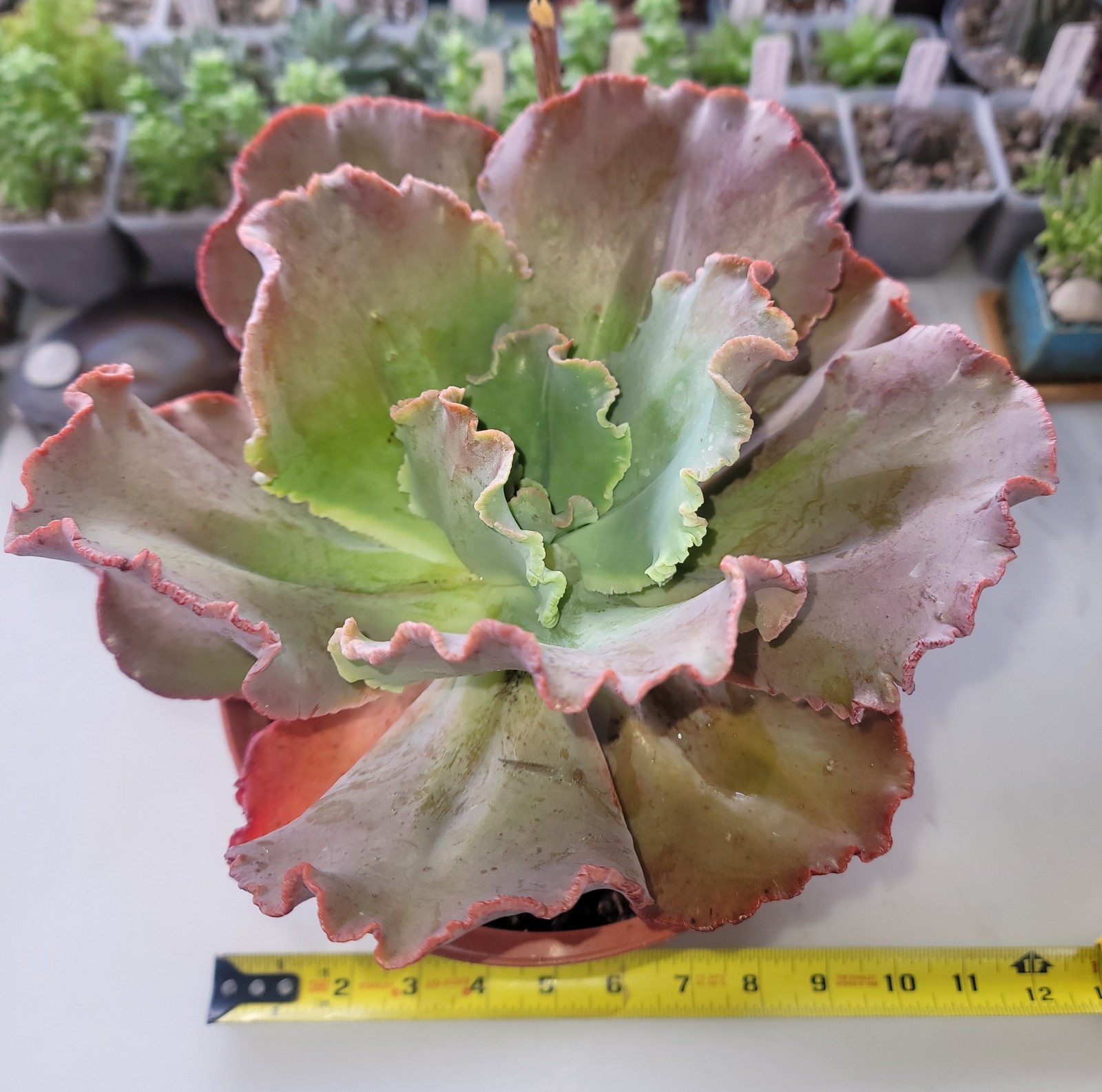 Live Rooted 10″ Echeveria Ruffled Red Succulent In 8″ Pot