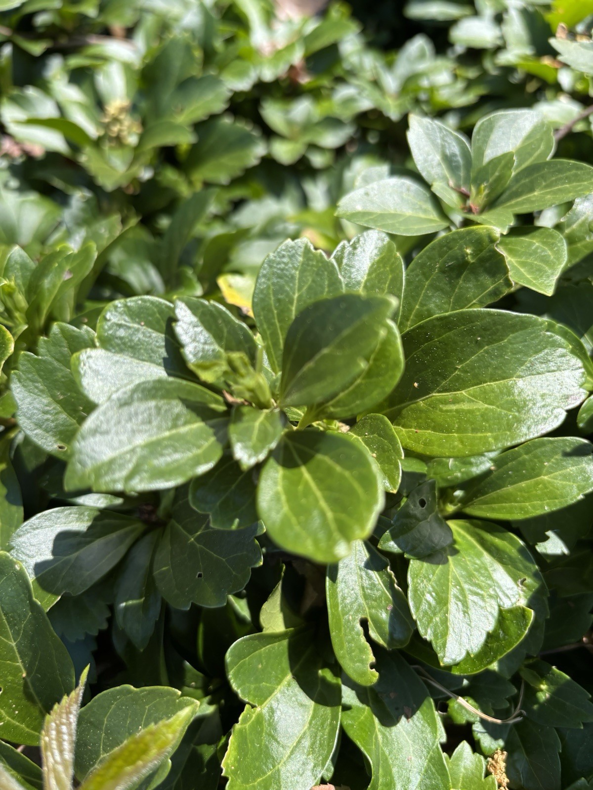 pachysandra terminalis 50 Bare Root Plants