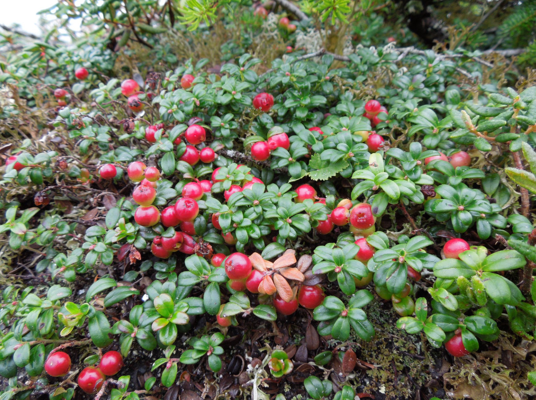 Lingonberry ‘Red Candy’ – Compact Edible Ground Cover – Fruiting Shrub
