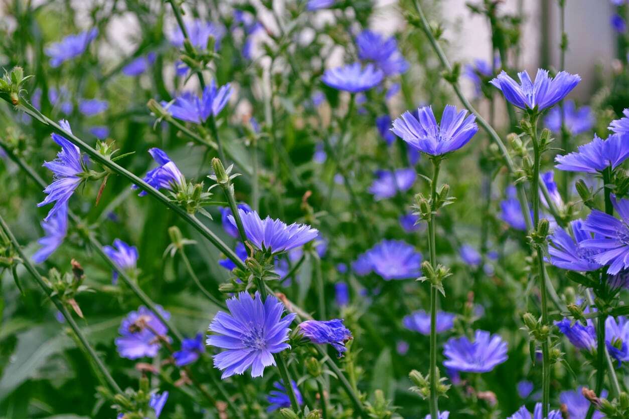 Chicory Seeds, 1/4 LB, Italian Dandelion, NON-GMO, Deer Plot, Coffee Weed