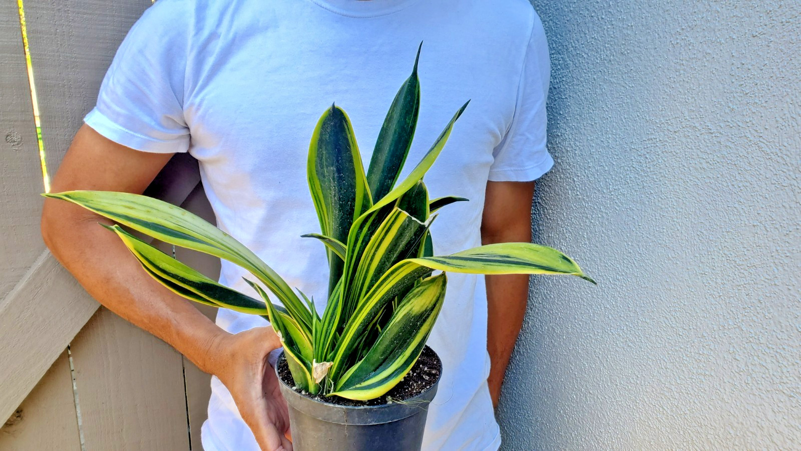 Sansevieria trifasciata Gold Flame Succulent