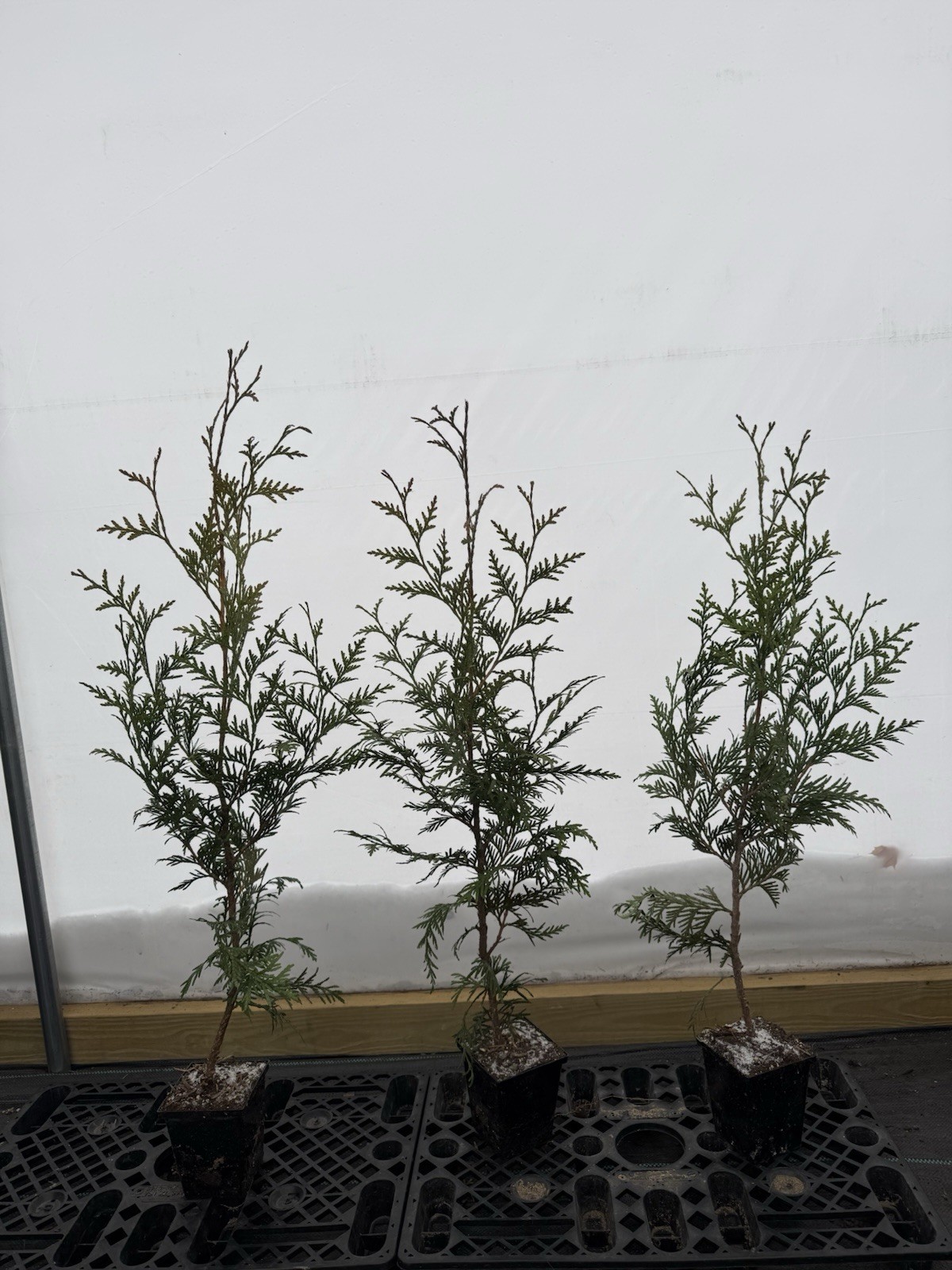Pack of 3! Arborvitae Thuja GREEN GIANT 2.5’-3.5’ – Fast Growing Privacy Fence