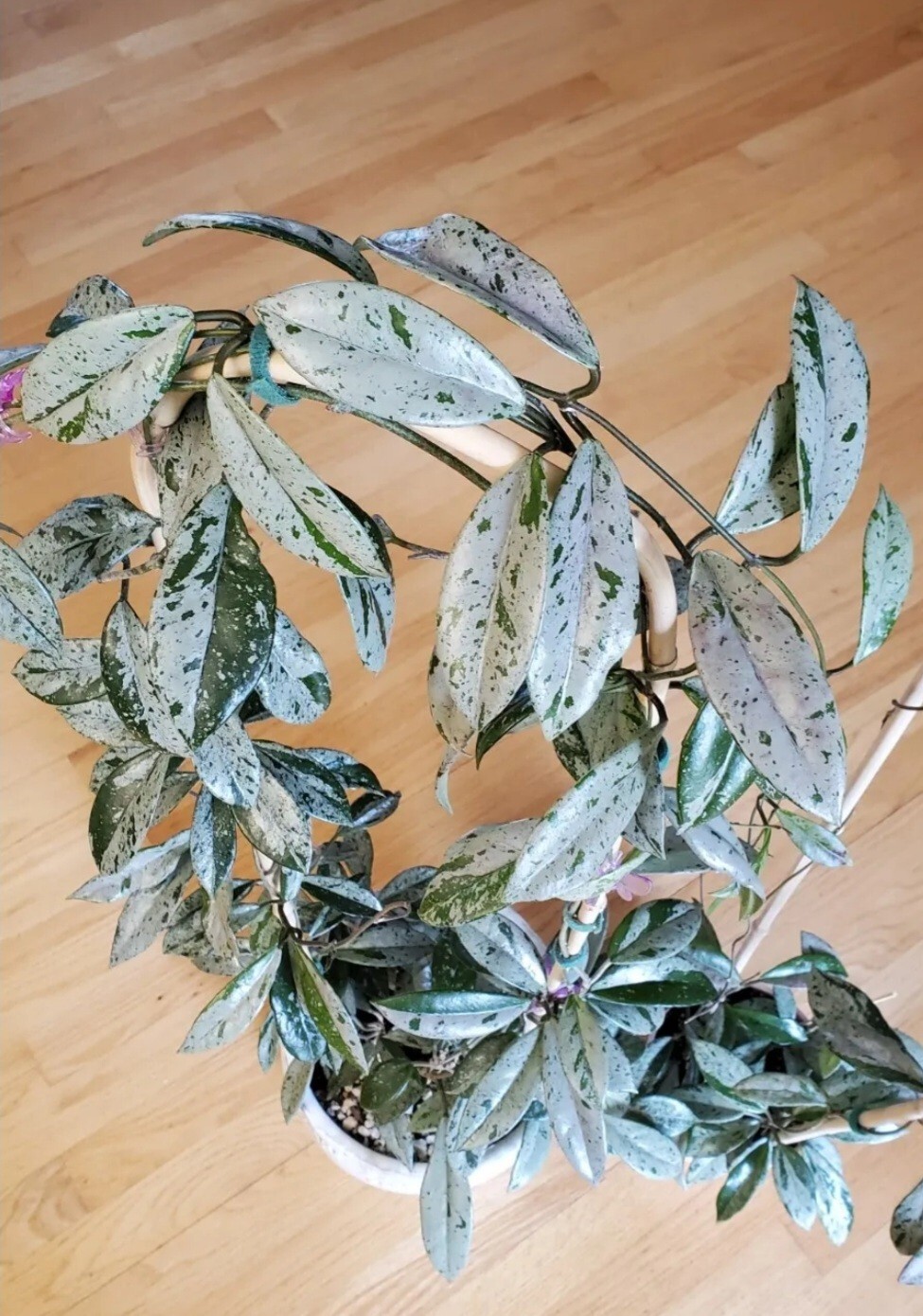 Beautiful Hoya Wilbur Graves With High Silver Splash, actively growing plant.