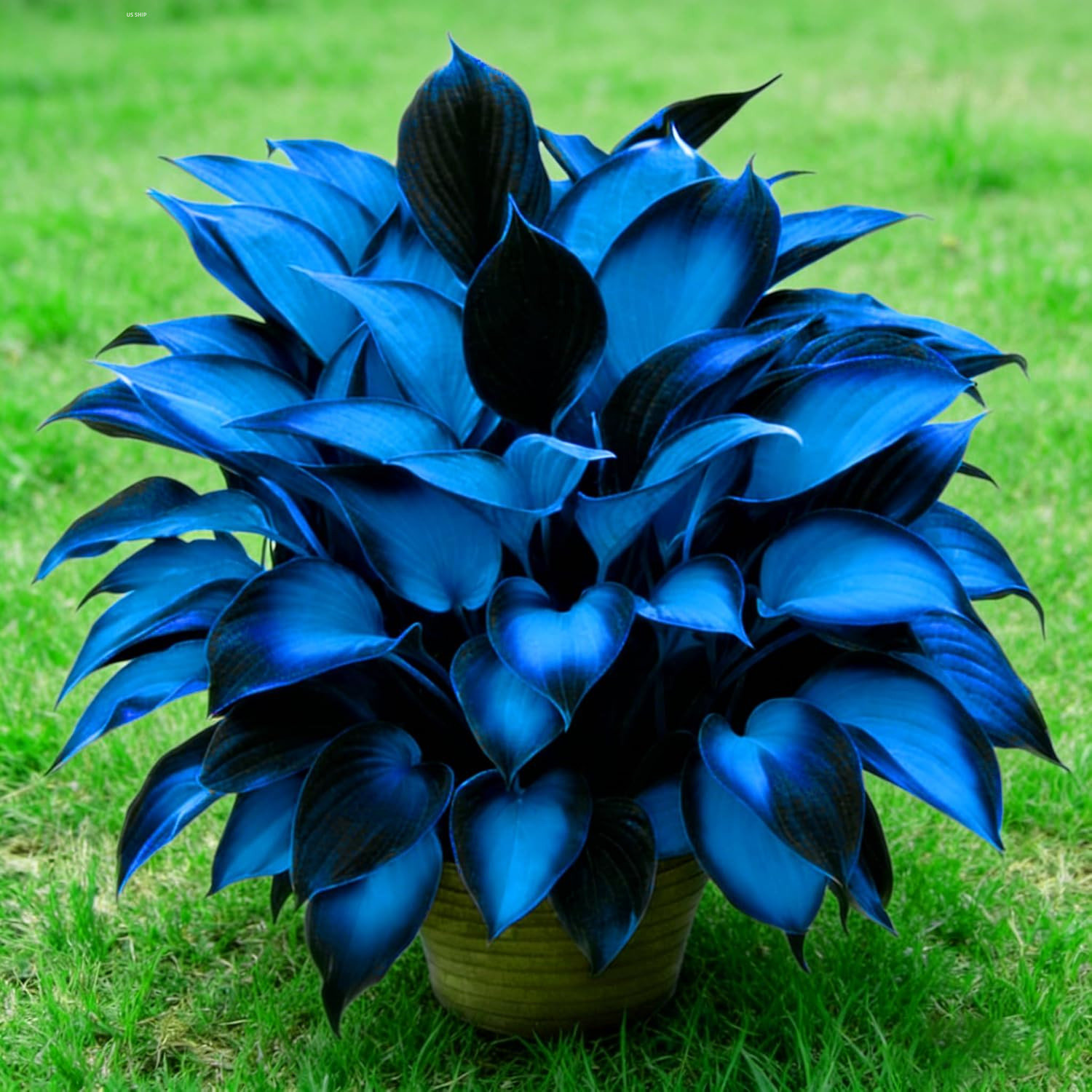 Hosta Seeds for Planting, 230+pcs Rare Perennial Hosta Flower Seeds, Non-GMO …
