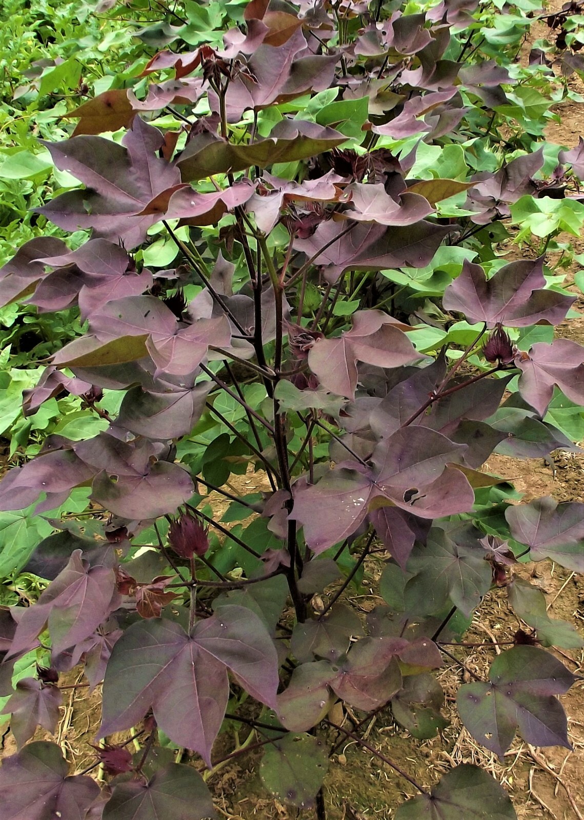 30 Burgundy Leaf with GREEN LINT Cotton Seed Extremely Rare Heirloom Ornamental