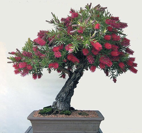 Callistemon Viminalis 500+ Seeds, Ornamental Weeping Bottle Brush Tree, Bonsai