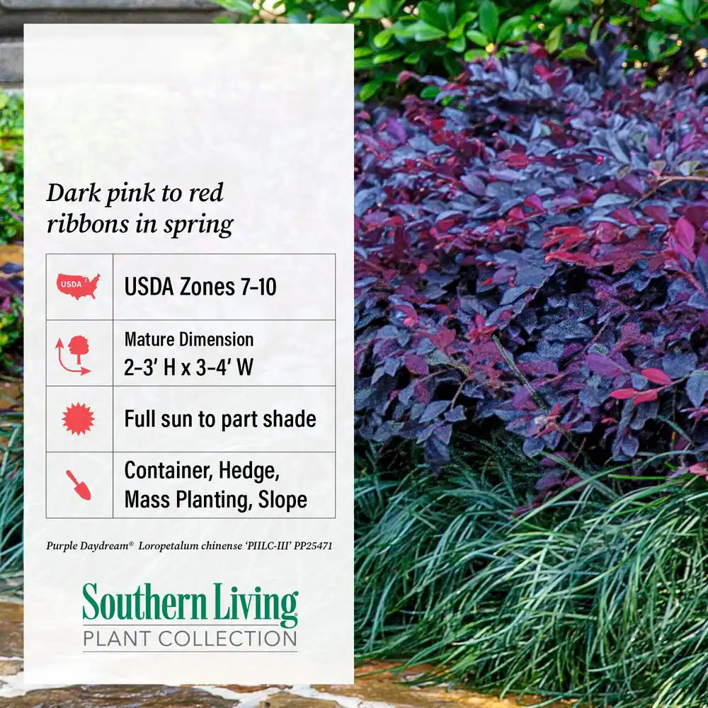 2.5 Qt. Purple Daydream Dwarf Loropetalum, Evergreen Shrub with Purple Foliage
