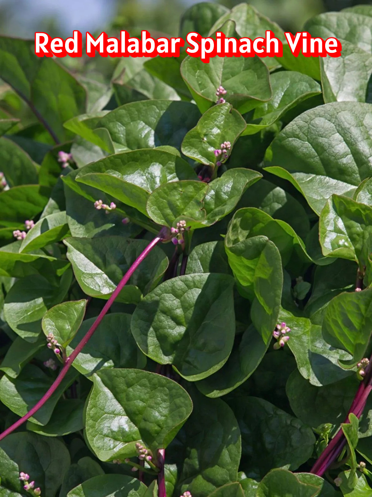 Seeds: Red Malabar Spinach Vine – Arizona Grown & Harvested