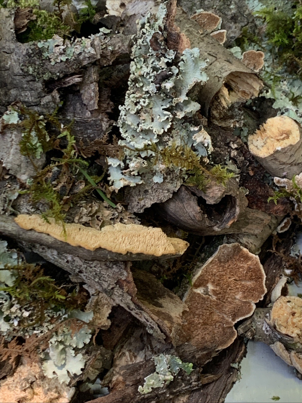 1/4lbAllNat Moss Lichen Sticks,Bark Pieces,Twigs~Fairy Garden,Terrarium,Isopods