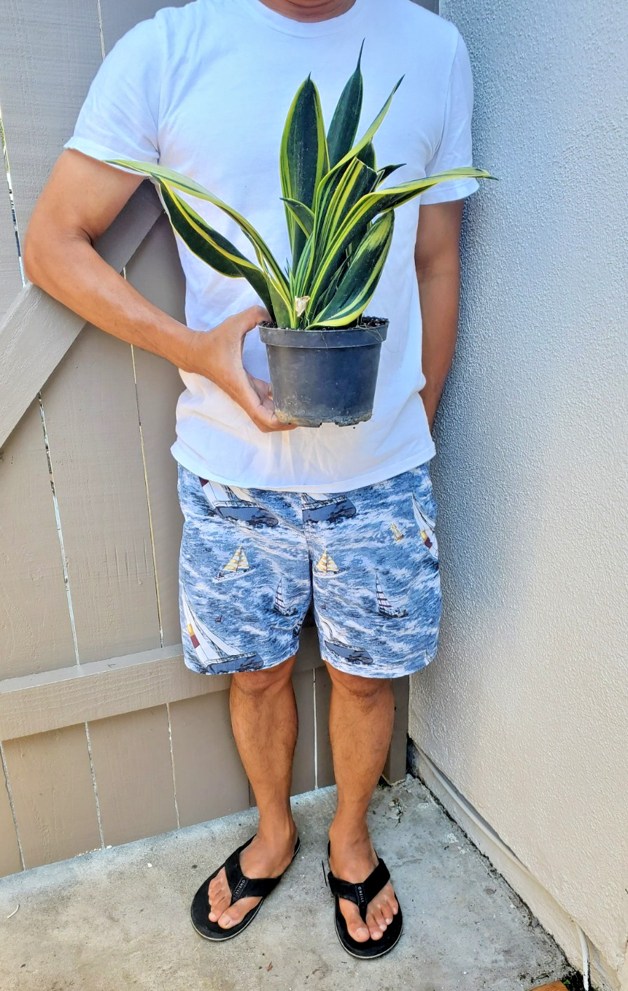Sansevieria trifasciata Gold Flame Succulent