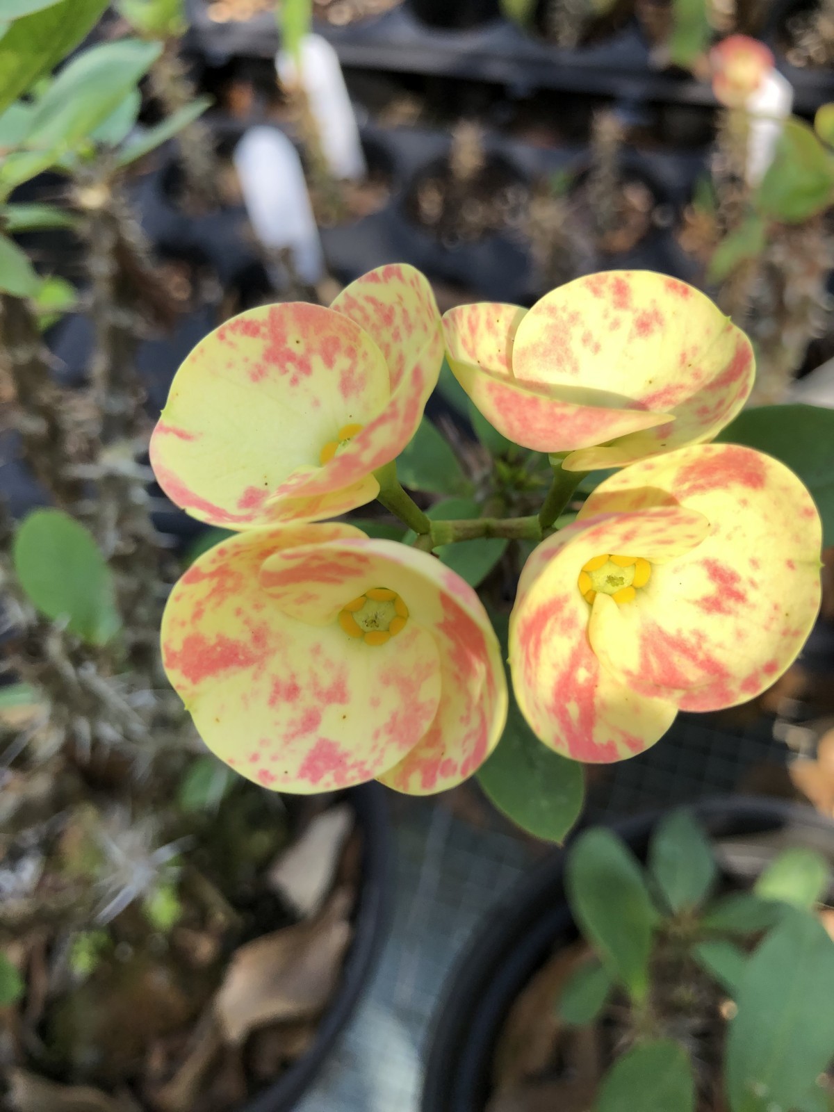 THAI HYBRID CROWN OF THORNS BUSY PINK ROOTED CUTTING