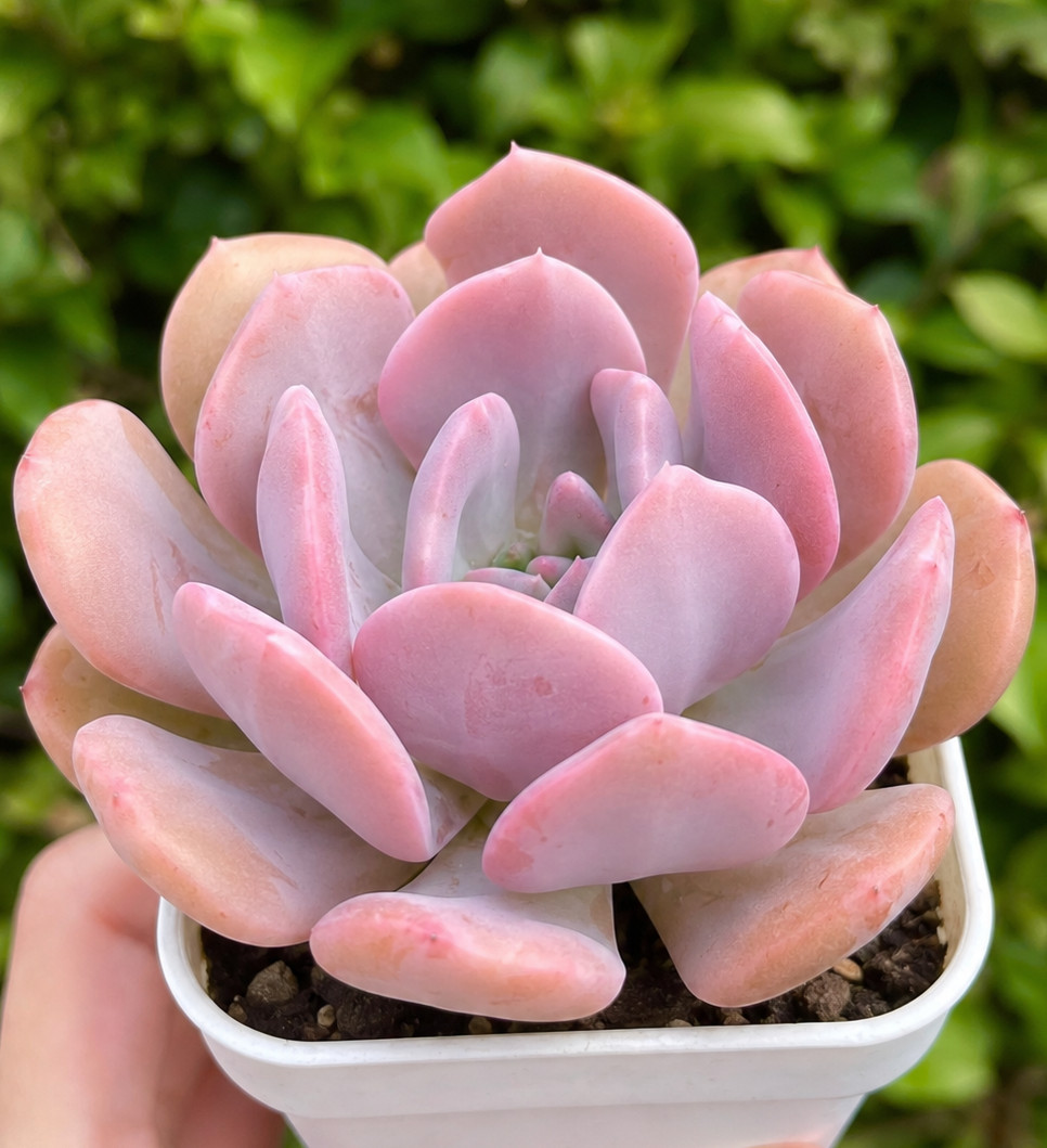 Rare Succulent Echeveria Misty Lilac Rooted Pink Live Plant Home Decor 1-2 Inch