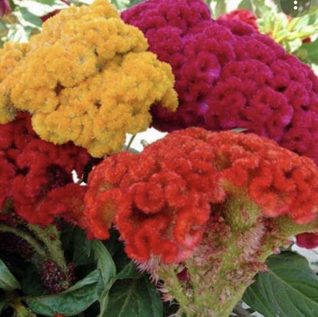 200+ Seeds.Celosia CRISTATA Mixed Cockscomb Buy2 Get 1 Free!