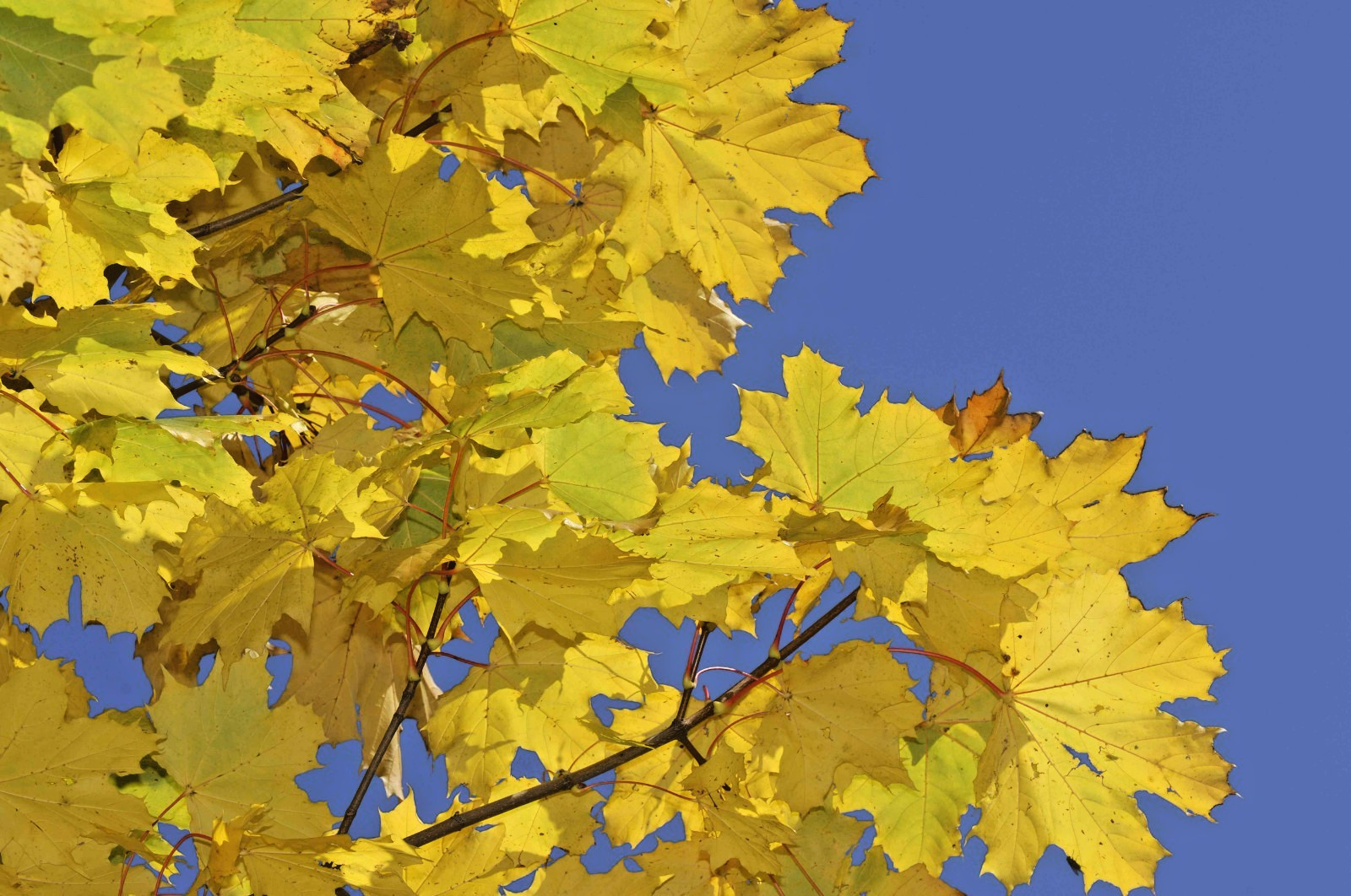 15 NORWAY MAPLE SEEDS – Acer platanoides