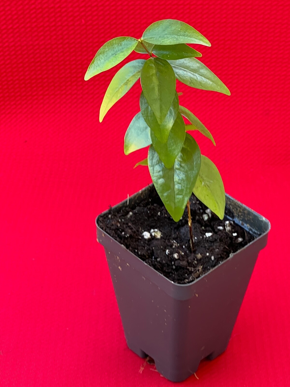 SPICY Pitanga Eugenia Uniflora Surinam Cherry Plant Dark Red Fruit Tree Potted