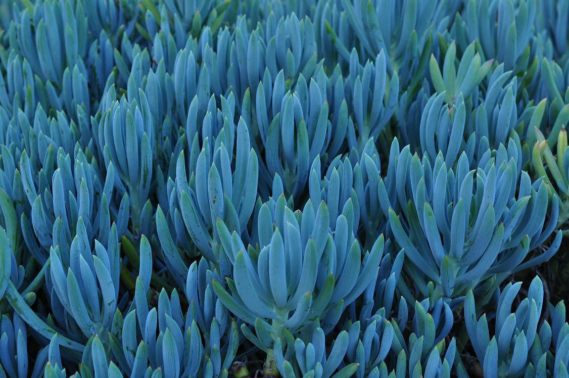 3X Senecio Mandraliscae Blue Chalk Sticks Live Succulent Plant Cuttings 5″ Long