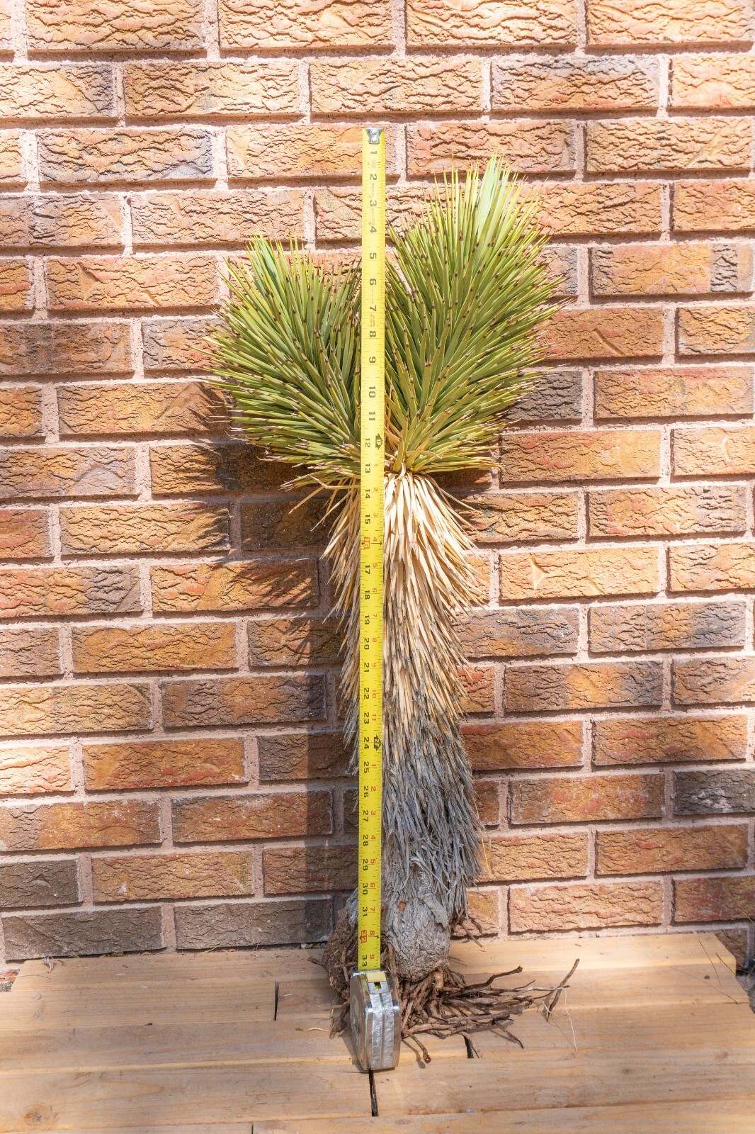 3FT DOUBLE, JOSHUA TREE,PLANT, LEGALLY HARVESTED & TAGGED, YUCCA BREVIFOLIA