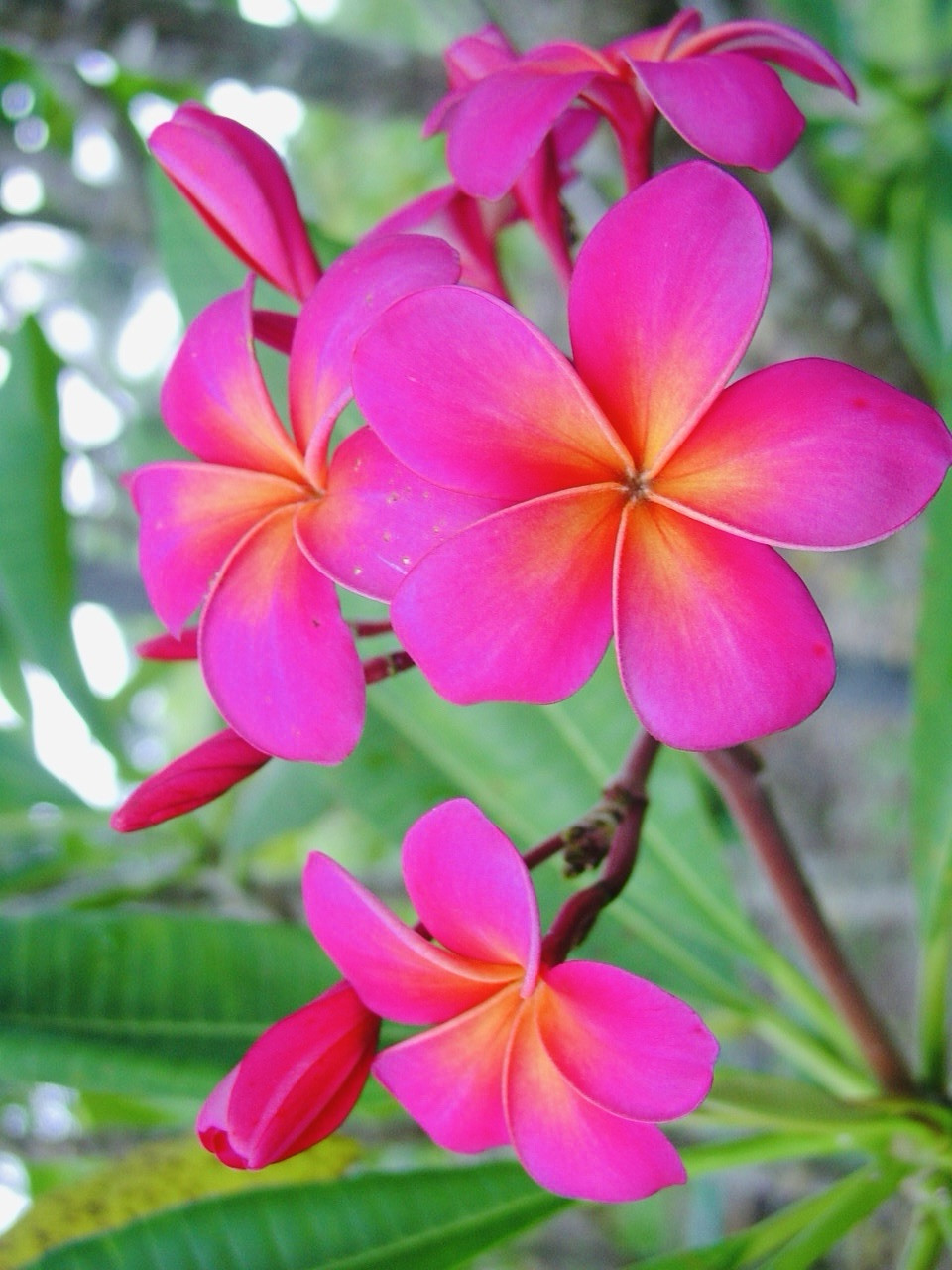 🌺 24- HOUR FLASH SALE! Fresh Exotic Pink Plumeria 2 Cuttings 10-12 Inches