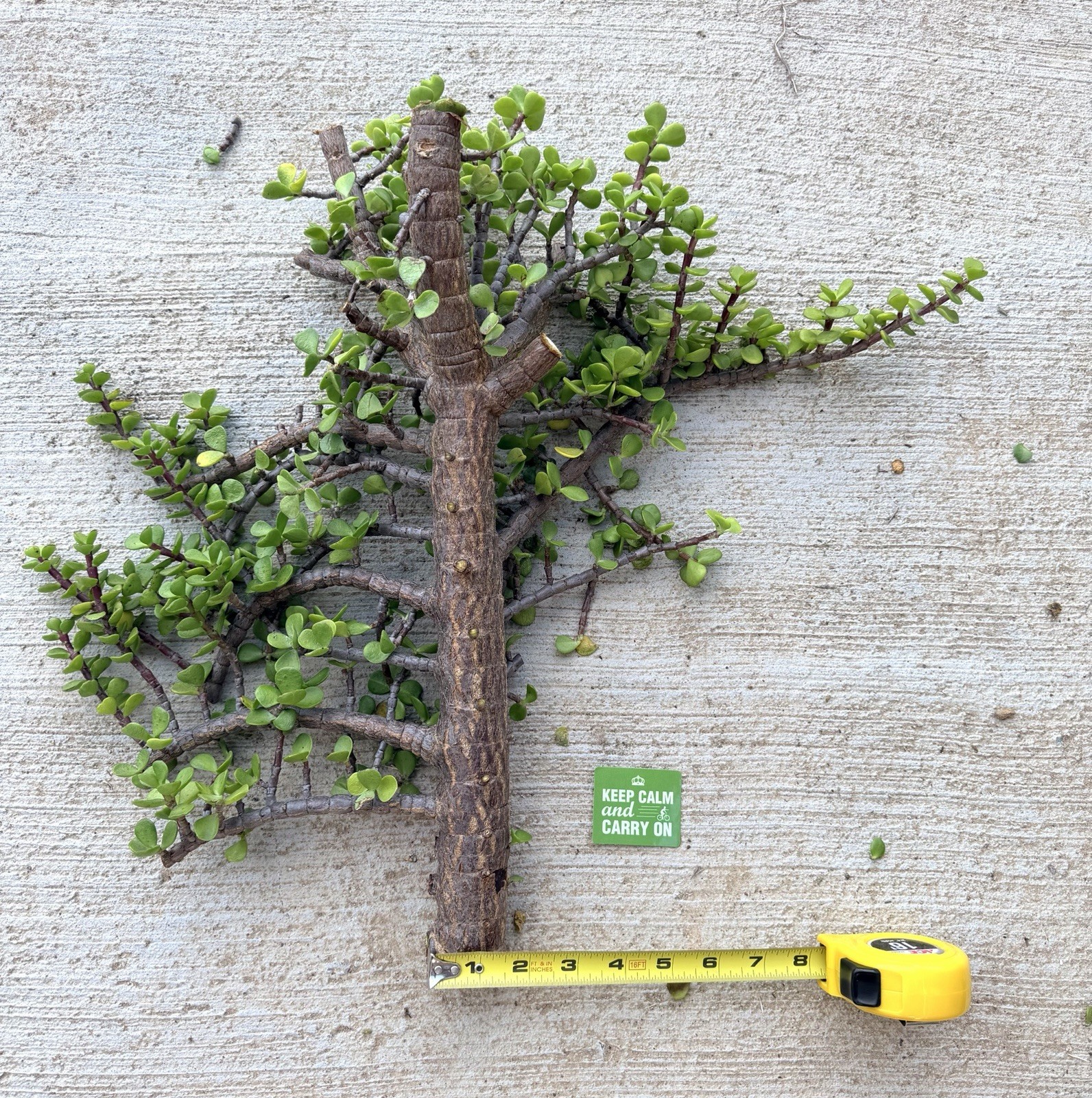 18” Portulacaria Afra Exact Cutting 1.5” THICK STEM Branchy Bonsai Easy to Root