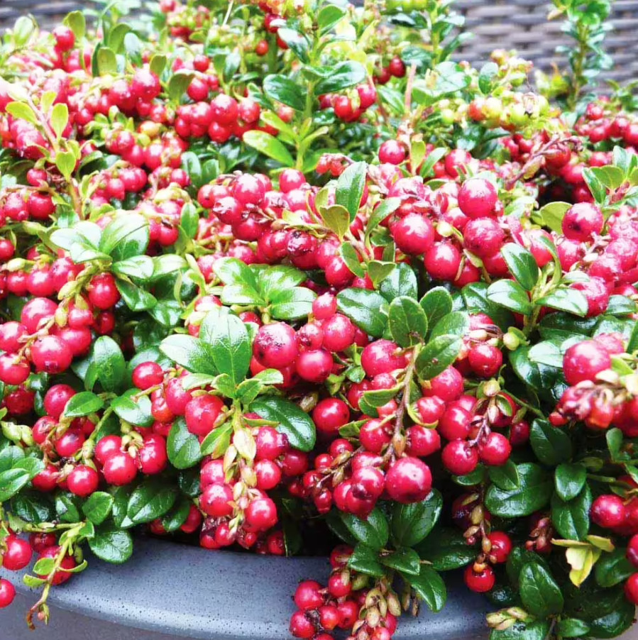 Lingonberry ‘Red Candy’ – Compact Edible Ground Cover – Fruiting Shrub