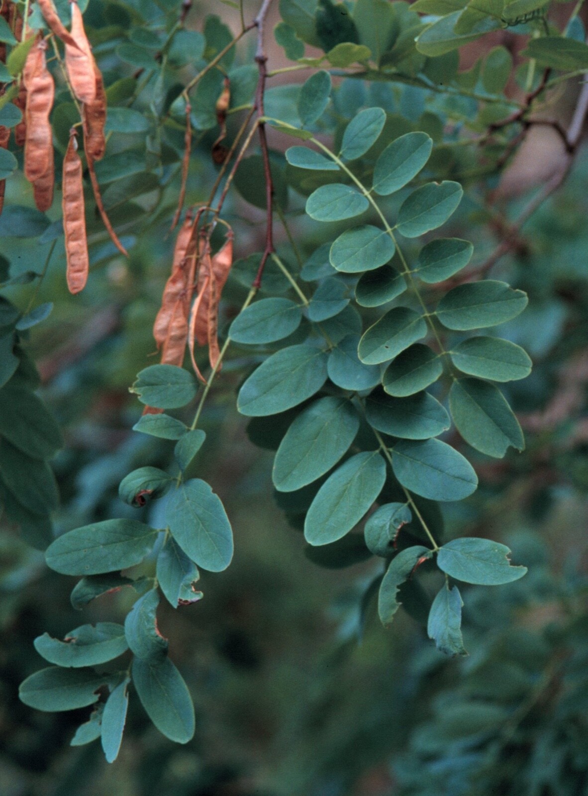 Black Locust seeds 55, Nitrogen Fixer