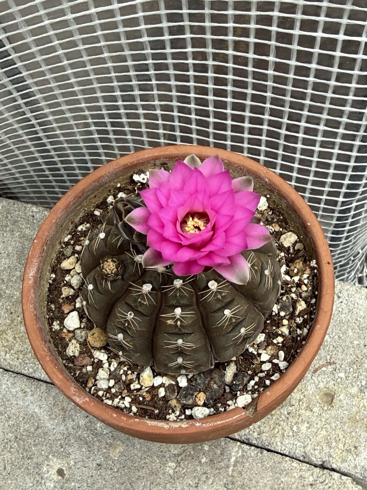 Gymnocalycium ragonnesei Hybrid Deep Pink Flowers