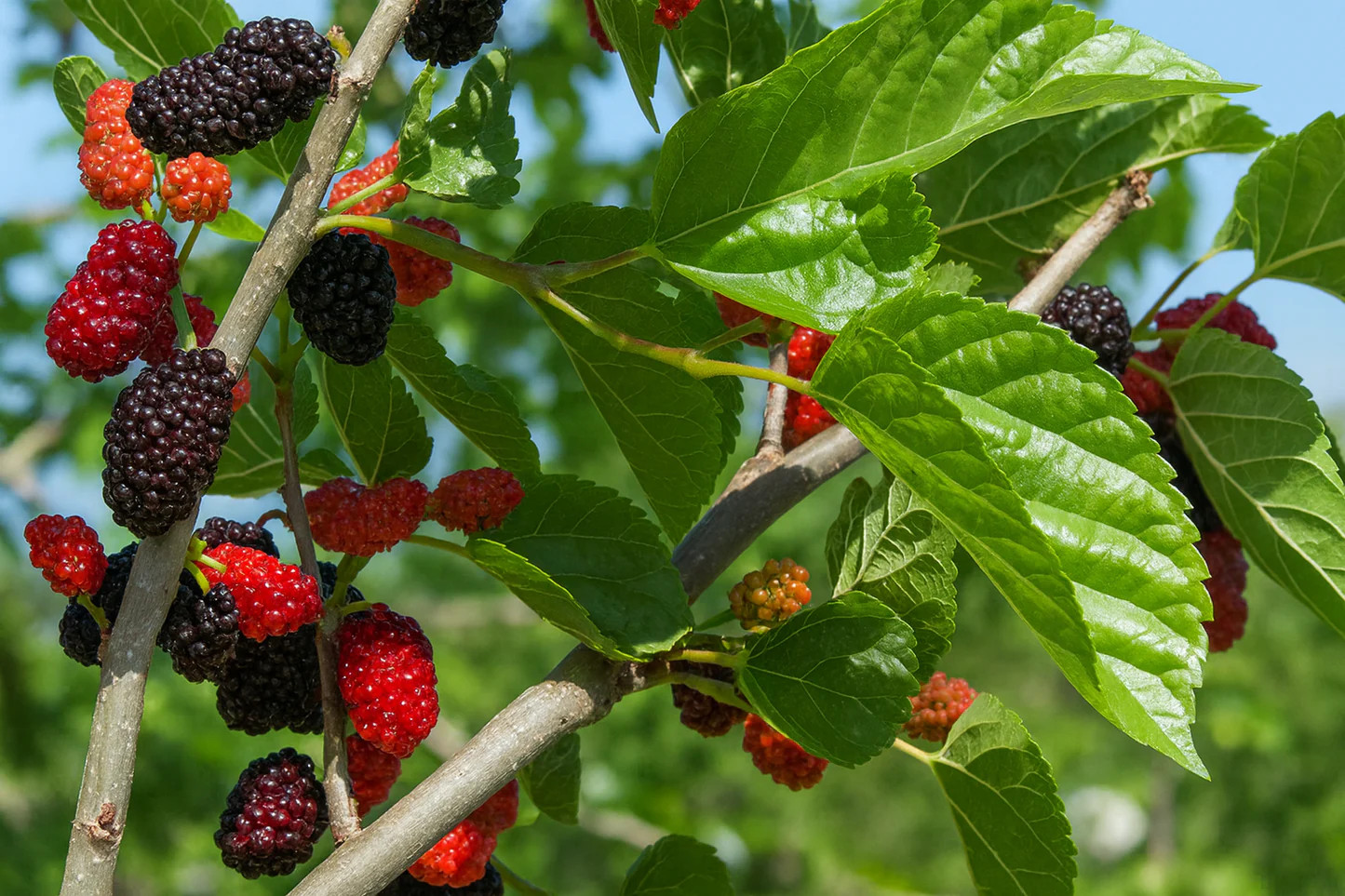 1 Dwarf Mojo Berry Mulberry Starter Plant Morus rotundiloba