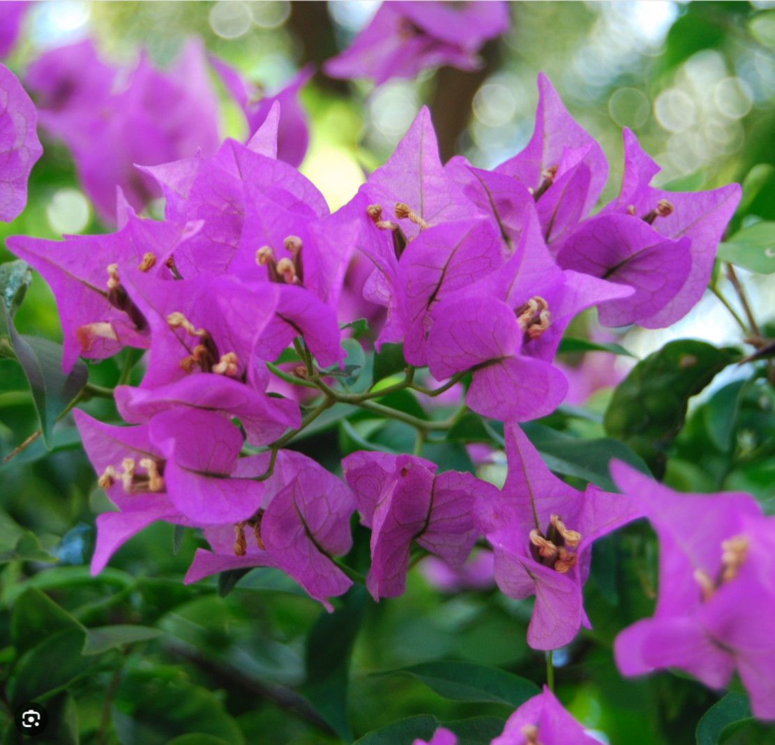 Mix of Bougainvillea —Purple, Crimson and Afterglow Pink Orange — 6″ Cuttings