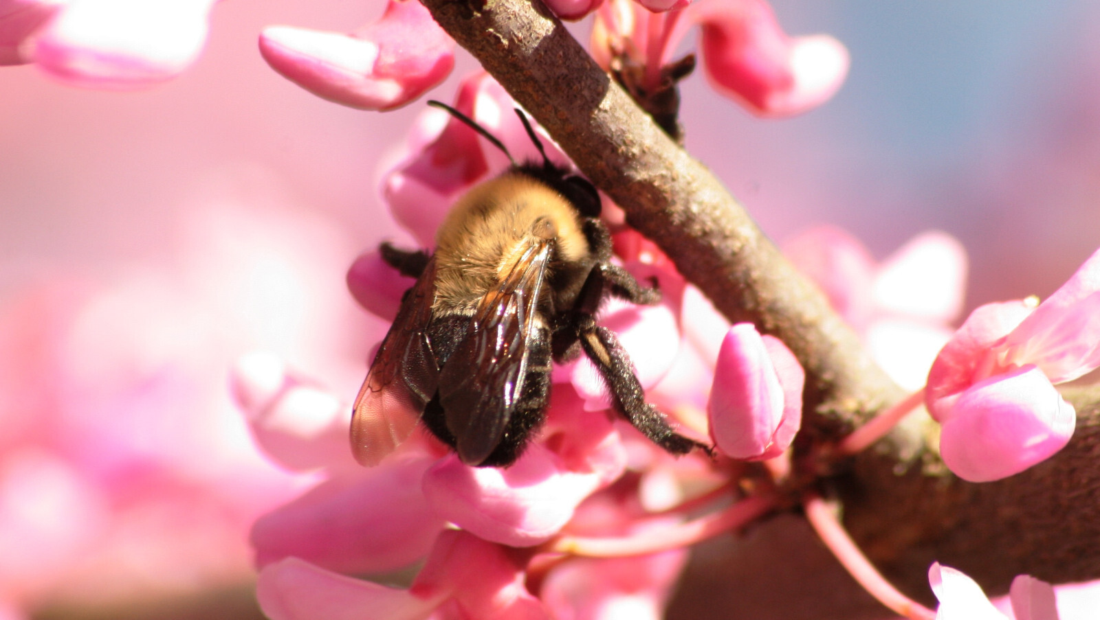 15+ seeds, Eastern Redbud (Cercis canadensis), Native Coastal SC