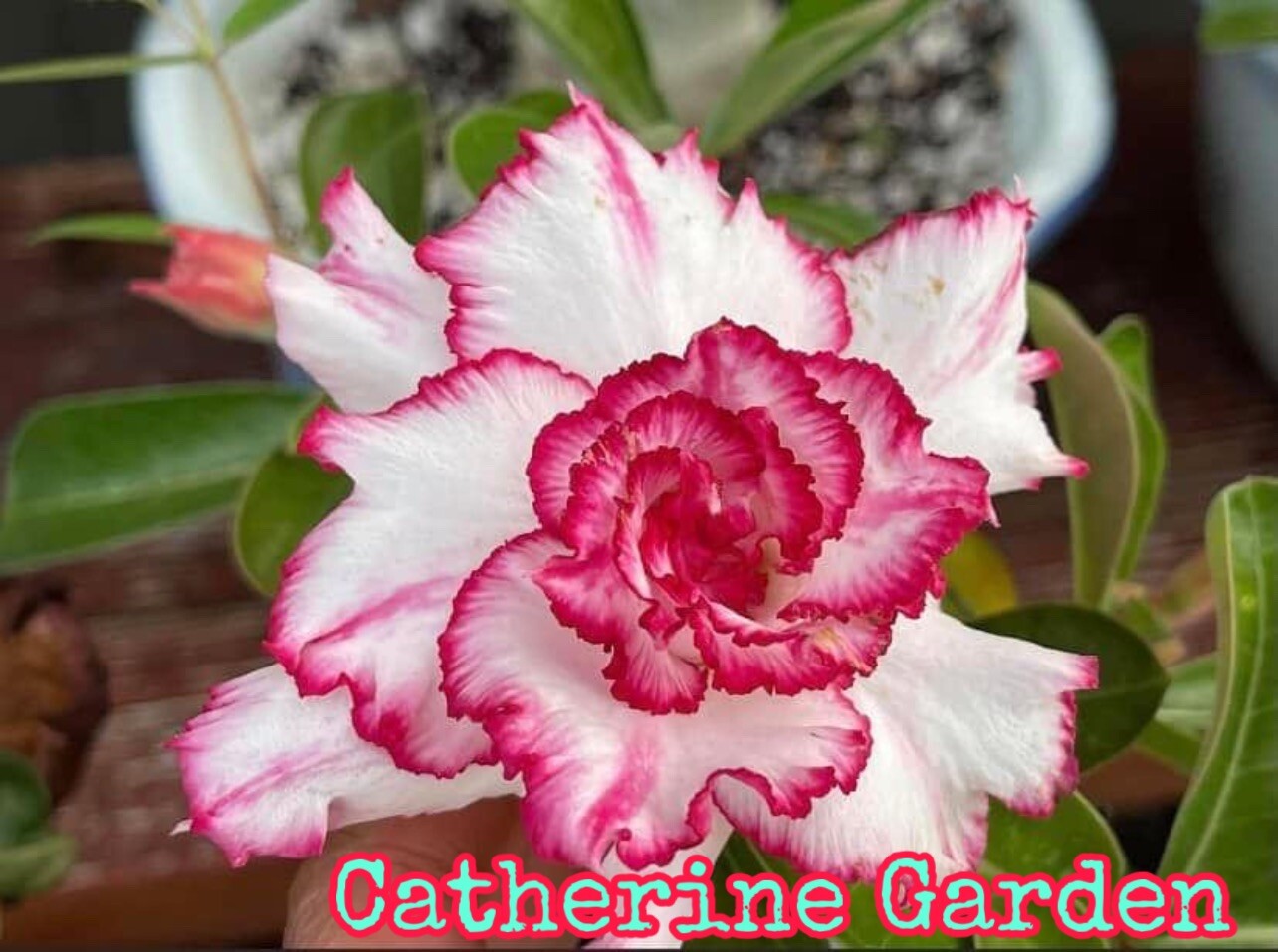 15 Desert Rose Seeds- Red & White. Rare.
