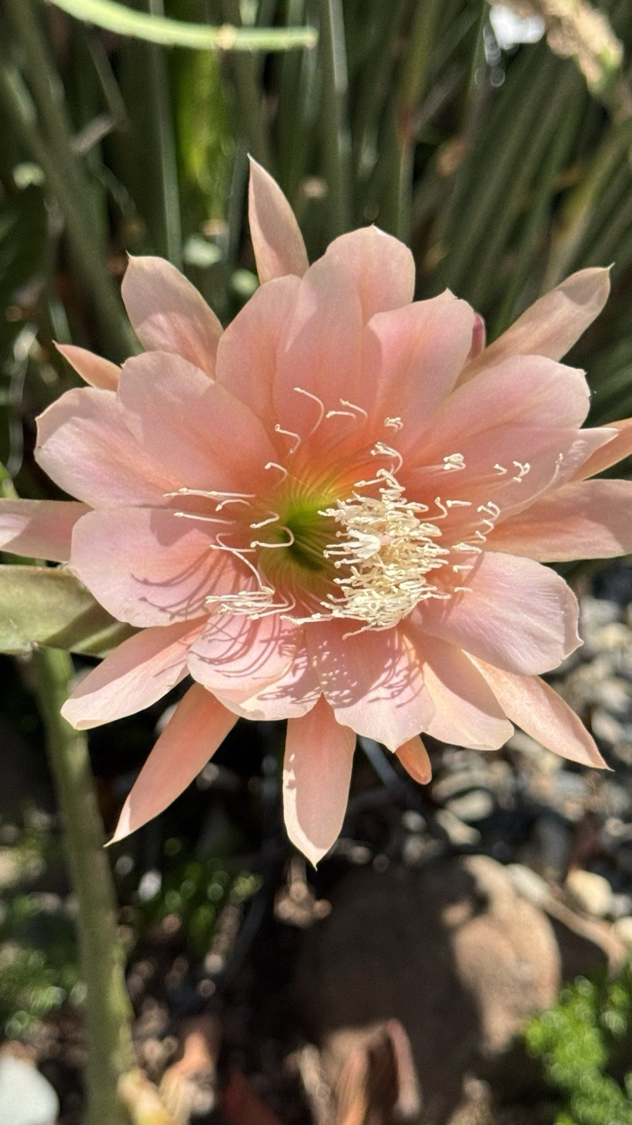 10 + 2 FREE Gift Labeled Orchid Cactus (Epiphyllum) Cuttings, 7-10in.
